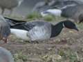 Pale-bellied Brent Goose